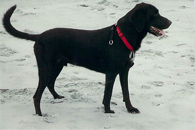 Sampson, SIg's black lab, is walking on the beach.